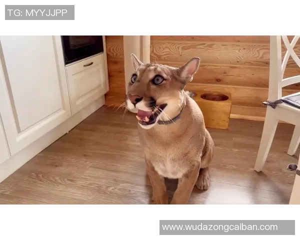 美洲狮与墨美洲的生态对比与保护现状探讨